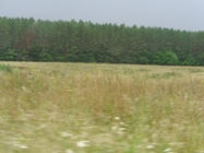 на лугу